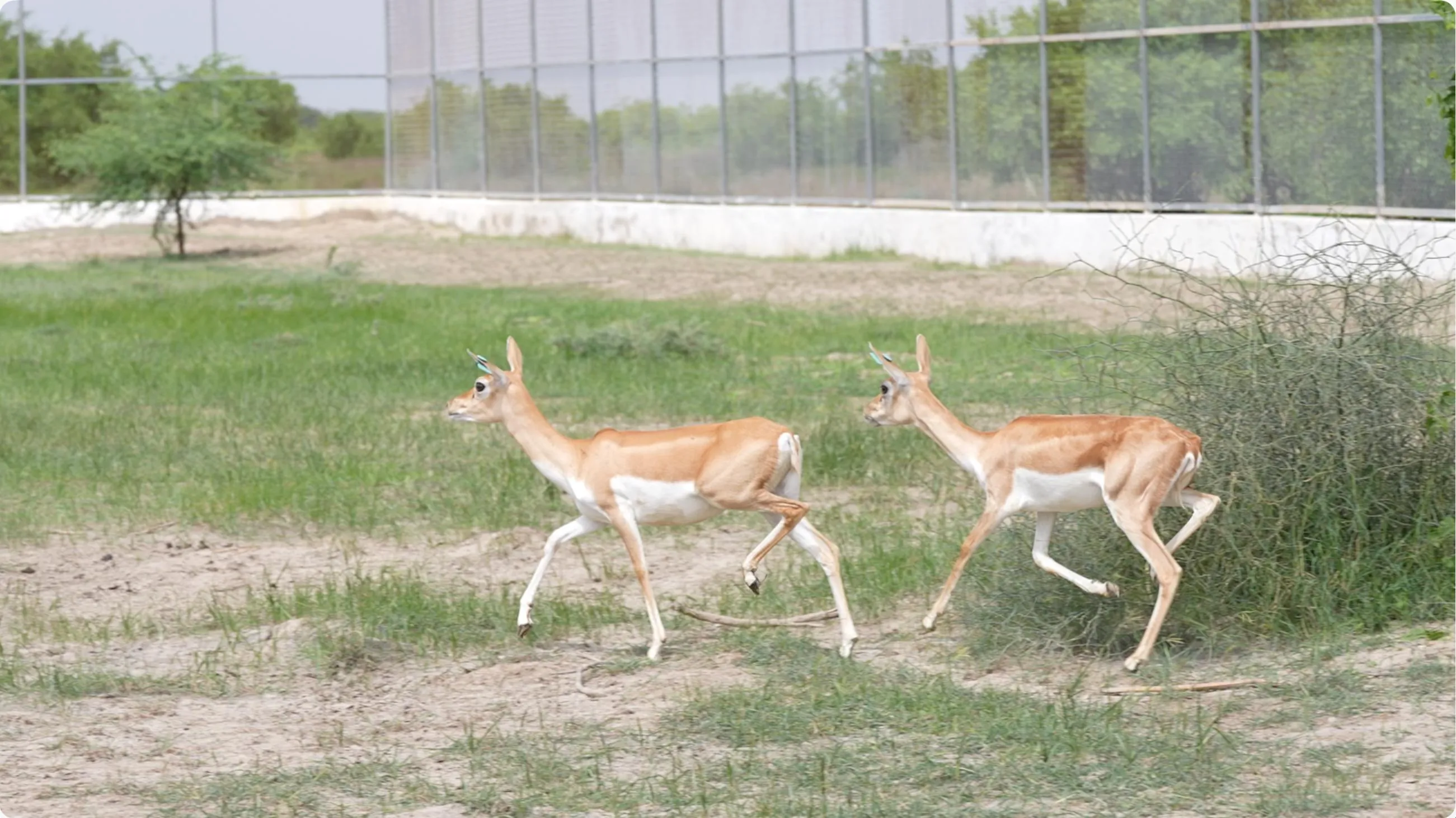 Blachbuck11111