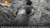Woman Found Dead in Raigarh Forest, Suspected Electrocution from Poachers’ Trap