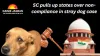 SC pulls up states over non-compliance in stray dog case: orders all Chief Secretaries to appear in person on November 3