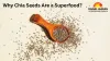 Why Chia Seeds Are a Superfood: Key Health Benefits Explained
