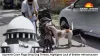 Supreme Court Flags Stray Dog Threats, Highlights Lack of Shelter Infrastructure