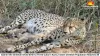 Gamini the Cheetah Gives Birth to Three Cubs in Kuno, India’s Cheetah Population Reaches 38