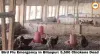 Bird Flu Emergency in Bilaspur: 5,500 Chickens Dead, 22,000 Birds Culled, Chicken & Egg Sales Banned in 10-km Zone