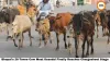 From Intercepted Container to SIT Challan: Bhopal's 26-Tonne Cow Meat Scandal Finally Reaches Chargesheet Stage