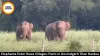 Elephants Enter Rewa Villages: Panic in Govindgarh Tikar Hardua