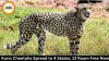 Kuno Cheetahs Spread to 4 States, 12 Roam Free Now