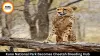 Kuno National Park Becomes Cheetah Breeding Hub