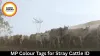 MP Colour Tags for Stray Cattle ID