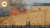 Raisen Wheat Crop Fire: 50 Acres Destroyed in MP Blaze