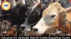 Calcutta HC Upholds Bakrid Cattle Slaughter Curbs