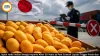 Japan Halts Indian Mango Imports After 20 Years