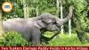 Two Tusker Elephants Destroy Paddy Crops in Korba Village