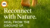  Earthing Benefits in Summer: Walk Barefoot on Grass