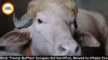 Bangladesh Rescues Viral 'Trump Buffalo' From Eid Sacrifice