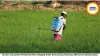 Farmer Consumes Pesticide After Alleged Bribe Demand by Revenue Official in Baloda Bazar