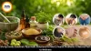 BN Ayurveda Sansthan: Ayurvedic Solutions for Men's Health Problems: A Natural Path to Wellness