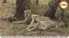 Cheetah Brothers Prabhas and Pavak Surprise Experts with Remarkable Survival Skills in Gandhi Sagar