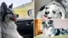 Celebrity Dog With 1.5 Million Followers Stolen and Killed for Meat in China, Sparks Global Outrage