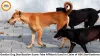 Gwalior Dog Sterilization Scam: Fake Affidavit Used in Claim of 656 Sterilizations, Vet Booked for Fraud