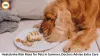 Heatstroke Risk Rises for Pets in Summer, Doctors Advise Extra Care