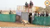 Madhya Pradesh Approves Release of Two Cheetahs in Gandhi Sagar, Forest Crime Control Center to Come Up in Bhopal