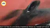 Navy Extracts Unexploded Missile from Crude Oil Tanker off Kochi