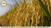 Record Rice and Wheat Stocks Boost India’s Food Security, Ease Supply Concerns