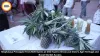 Meghalaya Pineapple Fest 2026 Opens at Dilli Haat, Scindia and Conrad Sangma Attend Inaugural Event