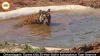 Chhattisgarh Tigress Kills Youth in Achanakmar Tiger Reserve