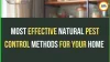 Natural Monsoon Cleaning Hacks: Pest Control Tips for Indian Homes