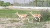 20 Blackbucks Rewilded in Banni Grassland on India’s 80th Independence Day, Advancing Native Wildlife Restoration
