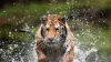 Kaziranga’s Shrinking Eco-Sensitive Zone Is a Warning for Madhya Pradesh and Chhattisgarh