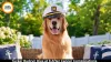 Tucker Budzyn, Internet’s Beloved Golden Retriever, Dies at 8 After Cancer Complications