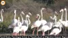 Tamil Nadu: Flamingos Arrive in Thoothukudi Wetlands