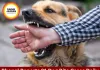 Bhopal Reports 81 Dog Bite Cases Daily Despite Crores Spent