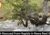 Youth Rescued from Rapids in Rewa Reel Stunt