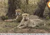 Cheetah Brothers Prabhas and Pavak Surprise Experts with Remarkable Survival Skills in Gandhi Sagar