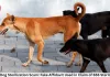 Gwalior Dog Sterilization Scam: Fake Affidavit Used in Claim of 656 Sterilizations, Vet Booked for Fraud