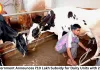 MP Government Announces ₹10 Lakh Subsidy for Dairy Units with 25 Cows