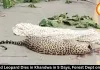  Second Leopard Dies in Khandwa in 5 Days, Forest Dept Alert