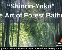 Forest Bathing Walks: Reduce Stress and Boost Immunity with Daily Nature Immersion