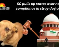 SC pulls up states over non-compliance in stray dog case: orders all Chief Secretaries to appear in person on November 3