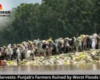 Drowned Harvests: Punjab's Farmers Ruined by Worst Floods in Decades