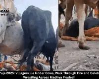 Govardhan Puja 2025: Villagers Lie Under Cows, Walk Through Fire and Celebrate Buffalo Wrestling Across Madhya Pradesh