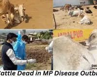 Infection Outbreak Kills 23 Cattle in MP; Five Villagers Fall Ill After Consuming Contaminated Milk