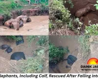 Four Elephants Rescued Safely After Falling into Well in Chhattisgarh’s Baloda Bazar