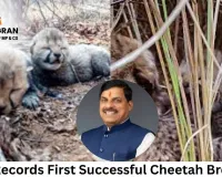 India Records First Successful Cheetah Breeding:CM Mohan Yadav Congratulates Team