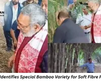 Jabalpur Identifies Special Bamboo Variety for Soft Fibre Production