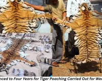 Tiger Poaching Case: 9 Hunters Sentenced to Four Years in Prison for Killing Big Cat for ‘Money Rain’ Ritual