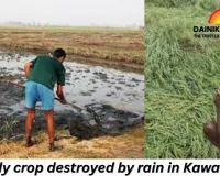 Paddy crop destroyed by rain in Kawardha; farmer collapses in shoc
